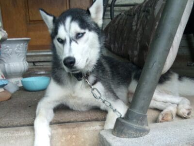 Free Siberian Husky