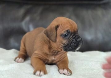 Boxer puppies