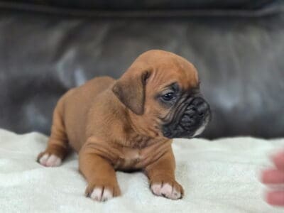 Boxer puppies