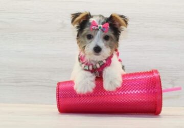 Teacup Yorkie Puppy – Female – AKC Registered