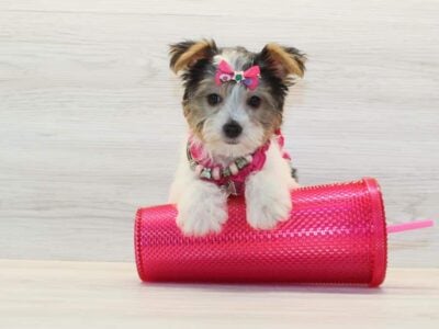 Teacup Yorkie Puppy – Female – AKC Registered
