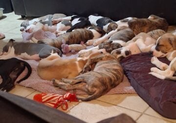 Blue Nose/ XL Red Nose Pit Puppies