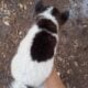 American Akita Puppies