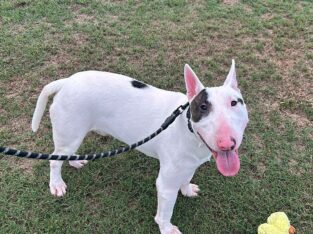 Bull terrier male stud