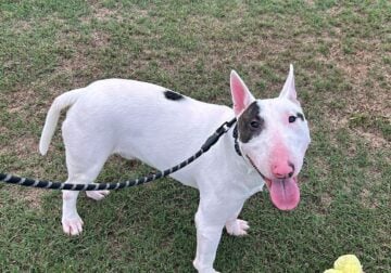 Bull terrier male stud
