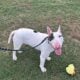 Bull terrier male stud