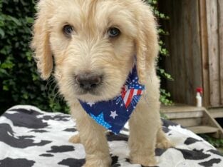 golden doodles