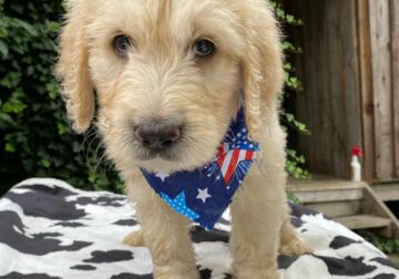 golden doodles