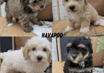 HAVAPOO PUPS BORN MAY 24
