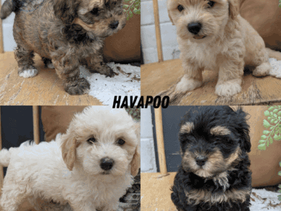 HAVAPOO PUPS BORN MAY 24
