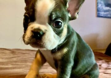 Mini Frenchton