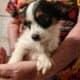 Shorkie girl 2