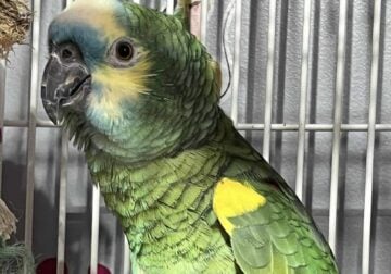 5 years old blue fronted amazon parrot