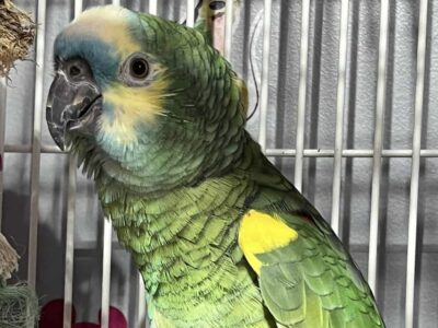 5 years old blue fronted amazon parrot