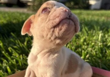Frenchie