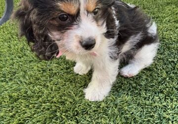 Tricolor Female Cavapoo