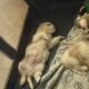 Cavachan puppies