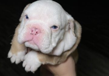 English Bulldog Puppies