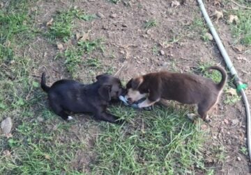 Corgy dachshound