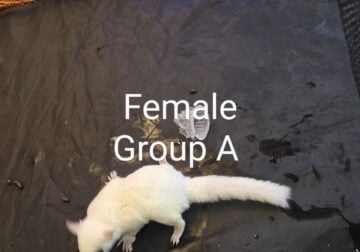 Sugar gliders for rehoming