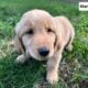 Golden Retriever Puppies