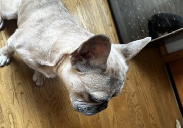 Frenchie – Vinci
