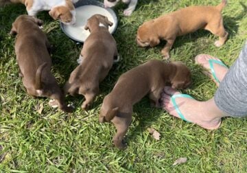 Full blood pit bull puppies