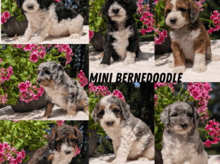 MINI BERNEDOODLE PUPS