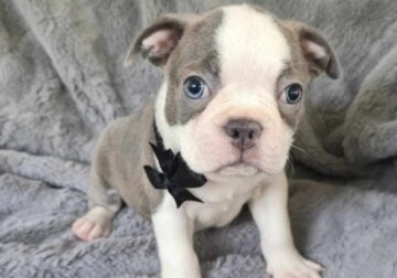 Fergus