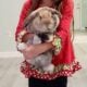 Female purebred holland lop bunny