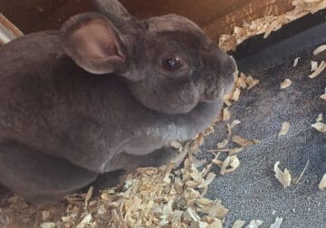 Pegareed Mini Rex Rabbit named Sea Breeze/Brezy