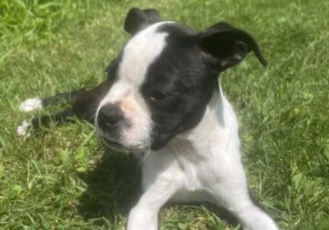 Boston Terrier Puppy