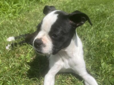 Boston Terrier Puppy