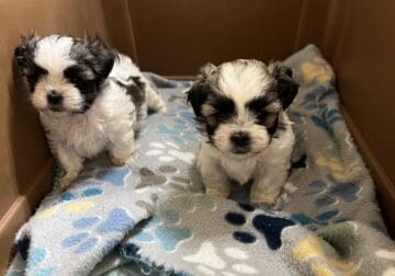 Malte Tzu puppies