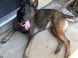 Female Belgian Shepard