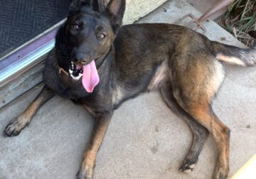 Female Belgian Shepard
