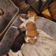 Litter of 8 basset hounds