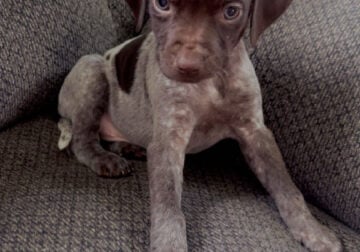 German shorthaired pointer puppy