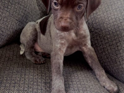 German shorthaired pointer puppy
