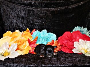 Ventura – Tiny Apple Head L/C Princess