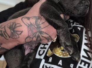 Full Blooded Cane Corso Pups Available Now ICCF