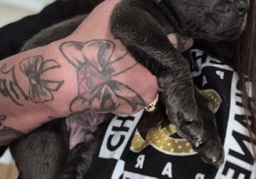 Full Blooded Cane Corso Pups Available Now ICCF