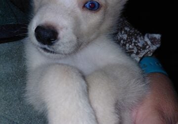 6 puppies for pick up only for sale 600$ each