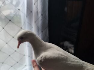 All white Ringneck Doves