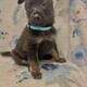 Malinois X (Belgian Malinois/German Shepard)