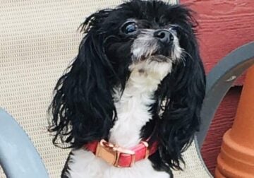 3 year old parti female toy poodle