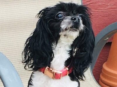 3 year old parti female toy poodle