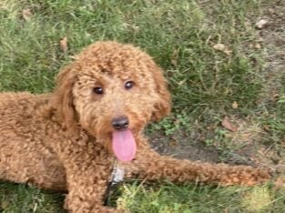 Mini GoldenDoodles