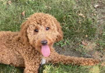 Mini GoldenDoodles