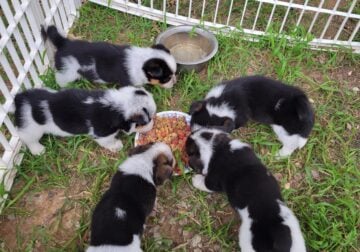 Cowboy corgis